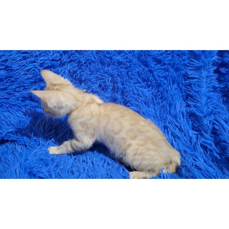 Bengal NOV Kristen