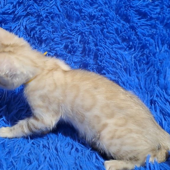 Bengal NOV Kristen