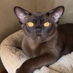 Burmese NOV Relaks