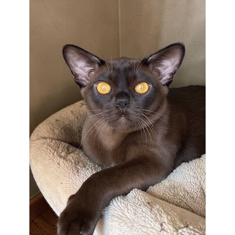 Burmese NOV Relaks