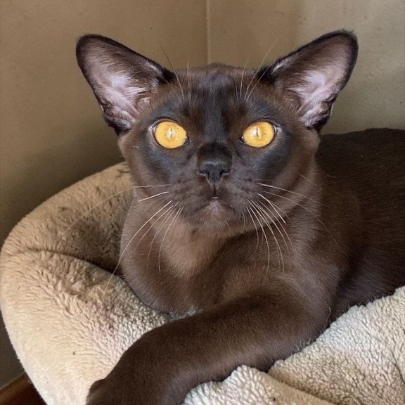 Burmese NOV Relaks
