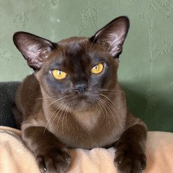 Burmese NOV Relaks