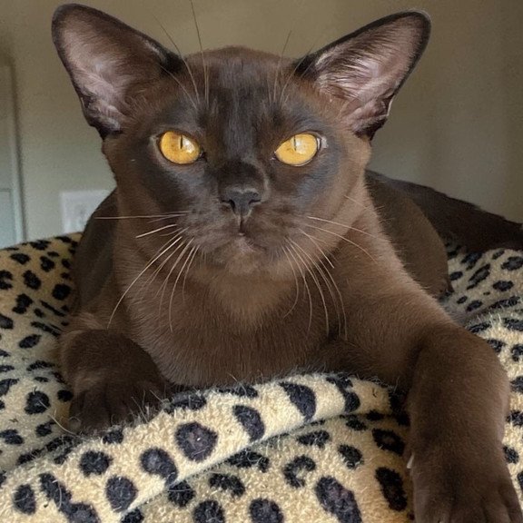 Burmese NOV Relaks