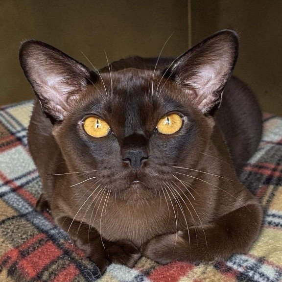 Burmese NOV Relaks