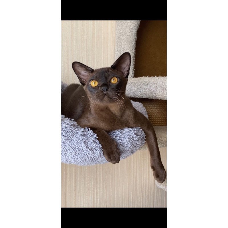 Burmese NOV Relaks