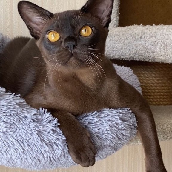 Burmese NOV Relaks