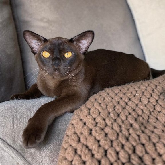 Burmese NOV Relaks