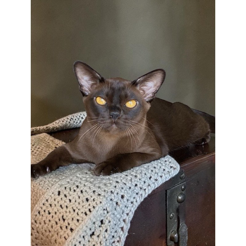 Burmese NOV Relaks