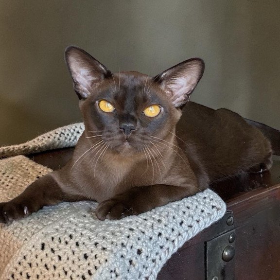 Burmese NOV Relaks