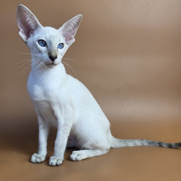 Siamese NOV Tori