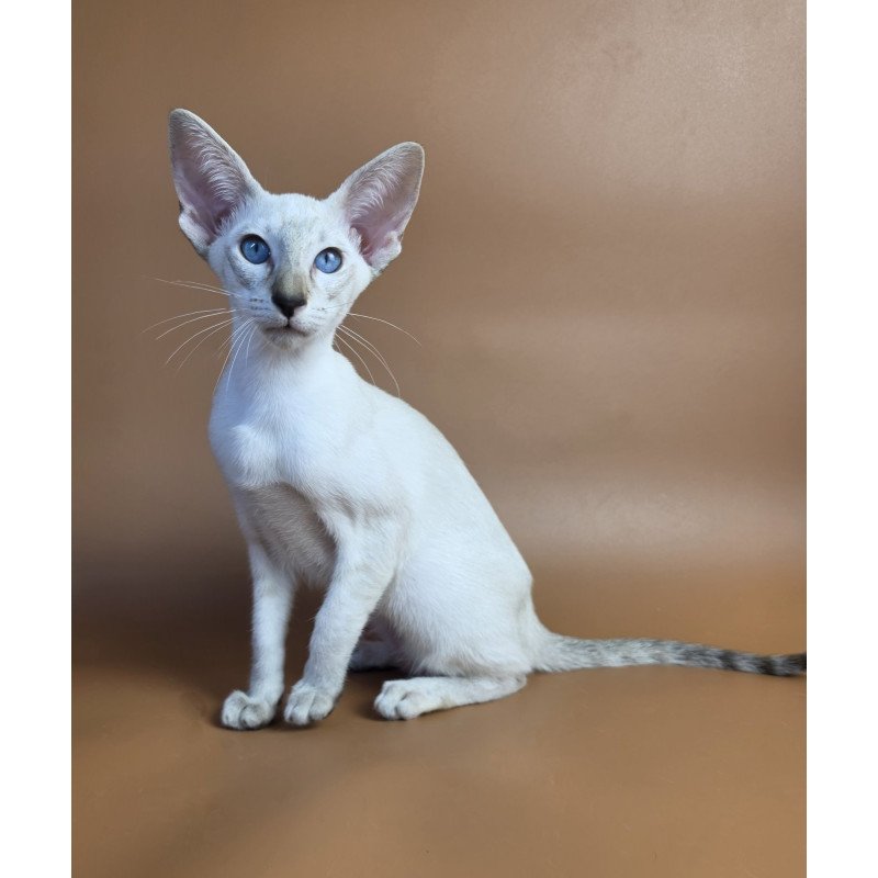 Siamese NOV Tori