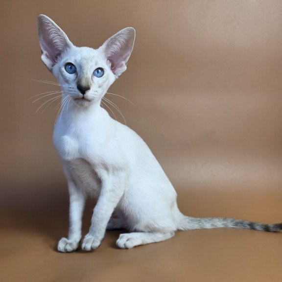 Siamese NOV Tori