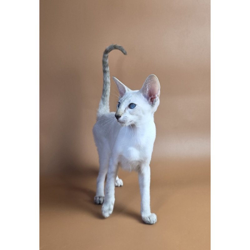 Siamese NOV Tori