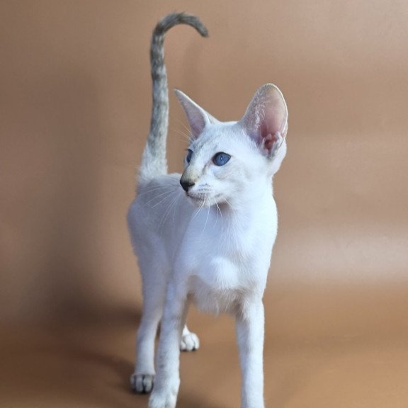 Siamese NOV Tori