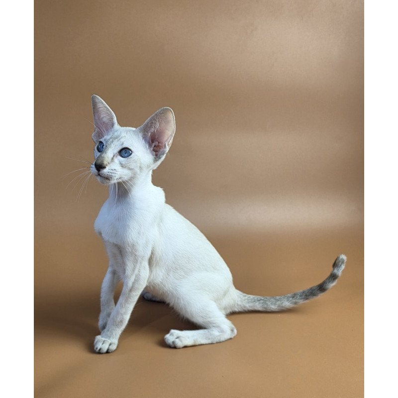 Siamese NOV Tori