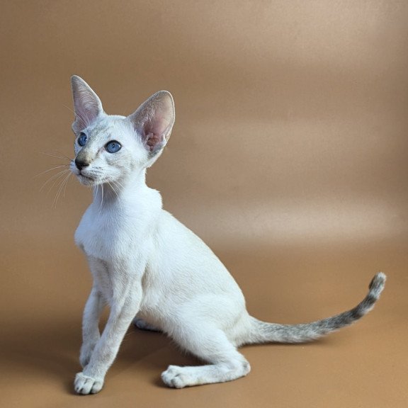 Siamese NOV Tori