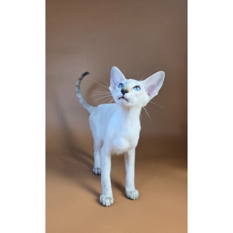 Siamese NOV Tori