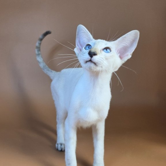 Siamese NOV Tori