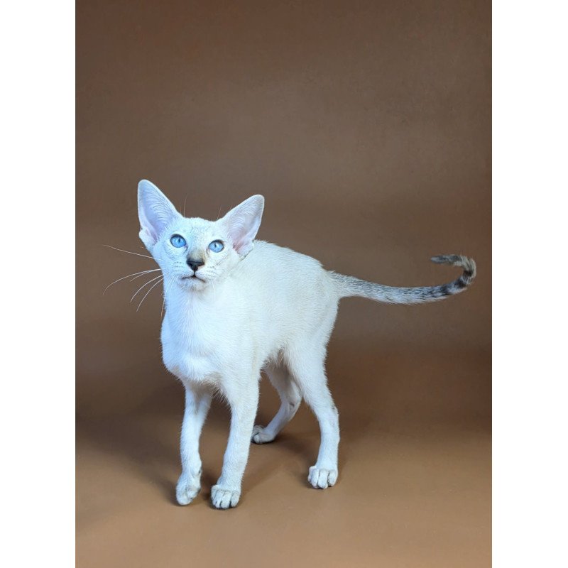 Siamese NOV Tori