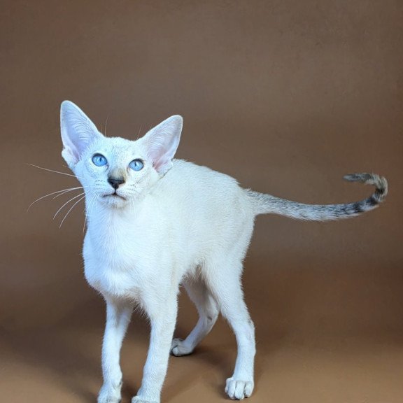 Siamese NOV Tori