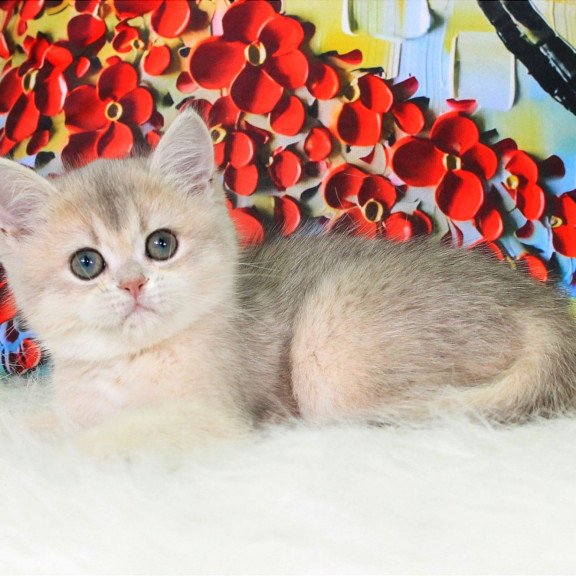 British NOV Princess