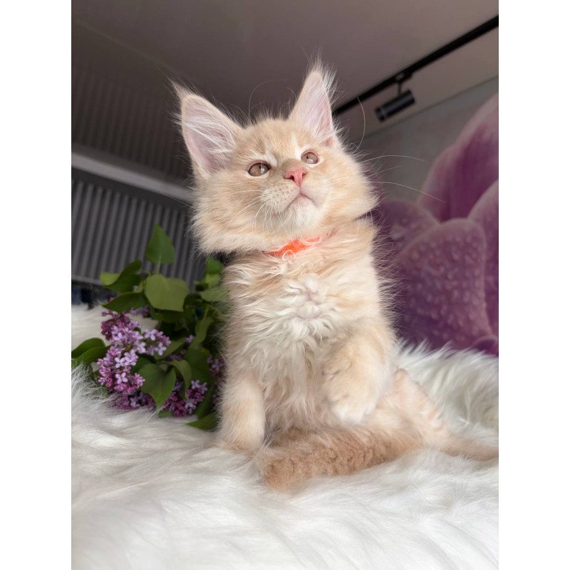 Maine Coon EZ Wonderer