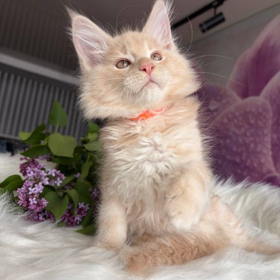 Maine Coon EZ Wonderer