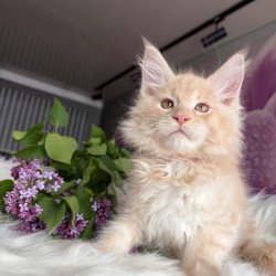 Maine Coon EZ Wonderer