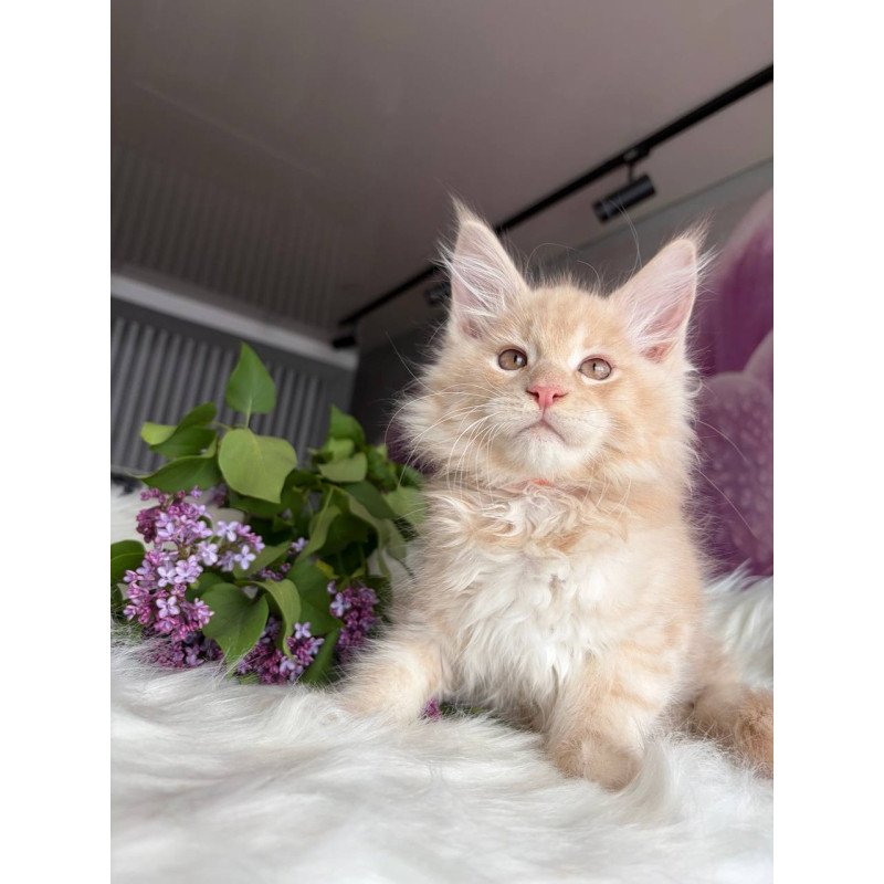 Maine Coon EZ Wonderer