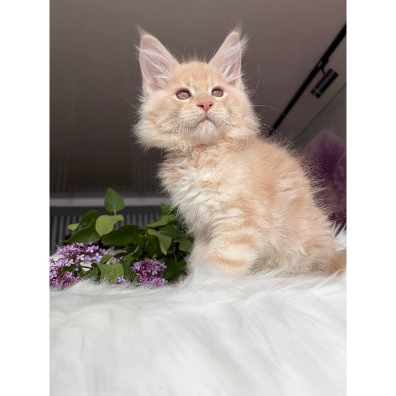 Maine Coon EZ Wonderer