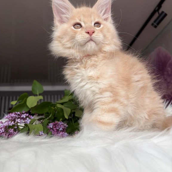 Maine Coon EZ Wonderer