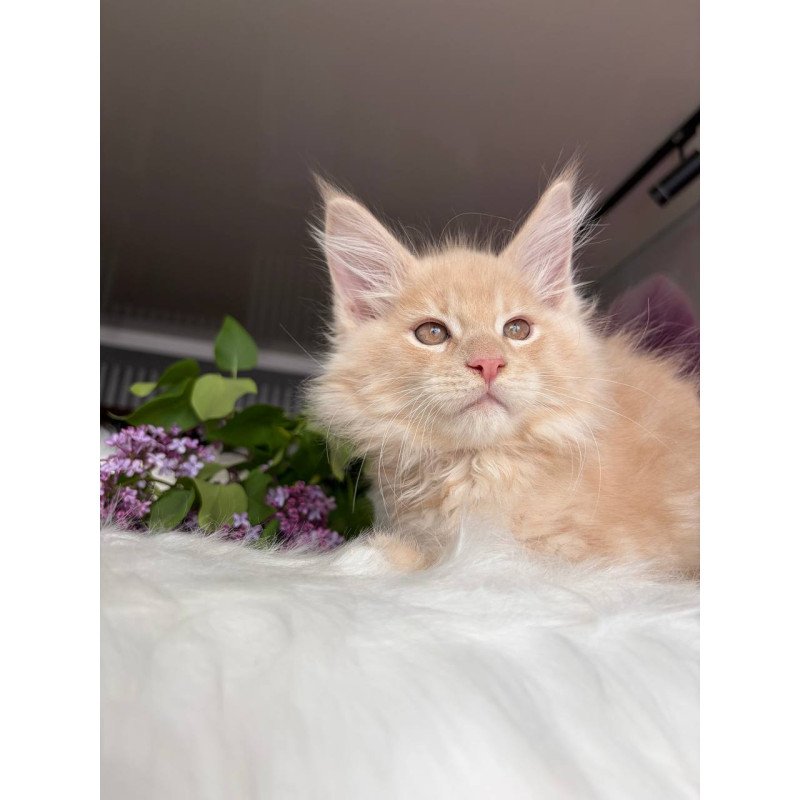 Maine Coon EZ Wonderer