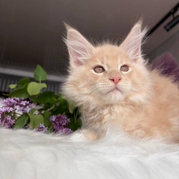 Maine Coon EZ Wonderer