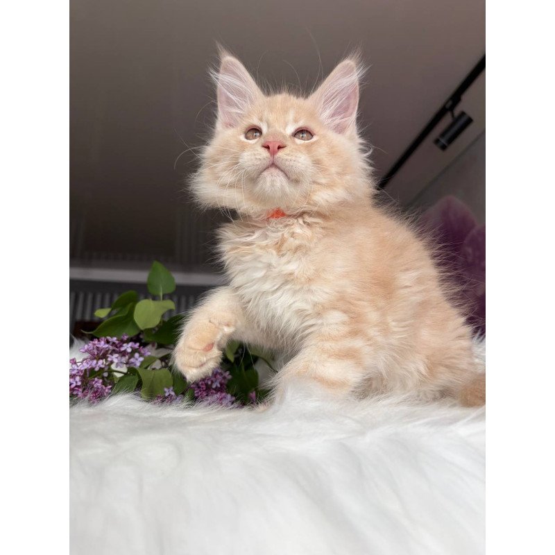 Maine Coon EZ Wonderer