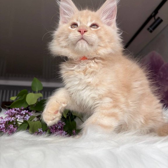 Maine Coon EZ Wonderer