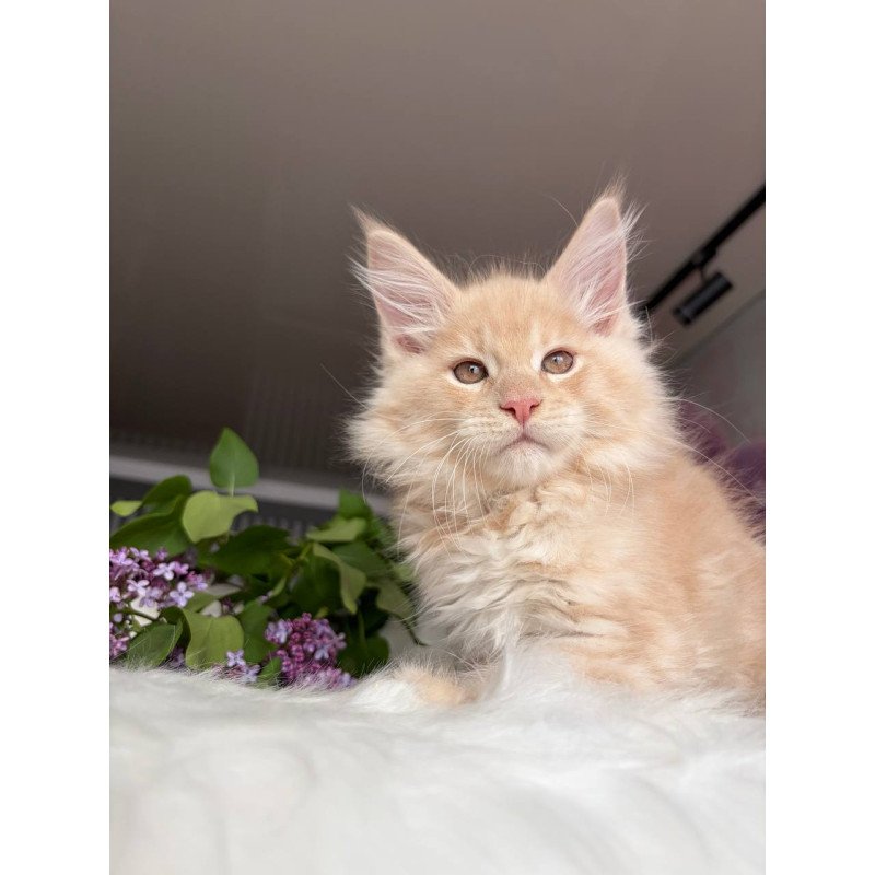 Maine Coon EZ Wonderer