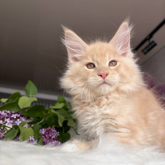 Maine Coon EZ Wonderer
