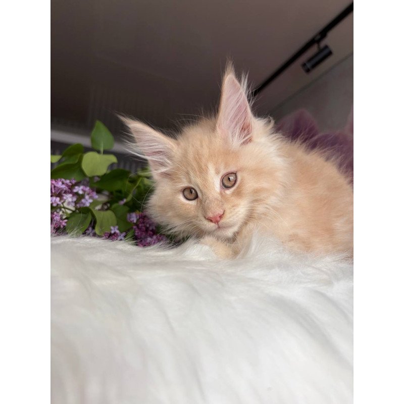 Maine Coon EZ Wonderer