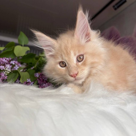 Maine Coon EZ Wonderer