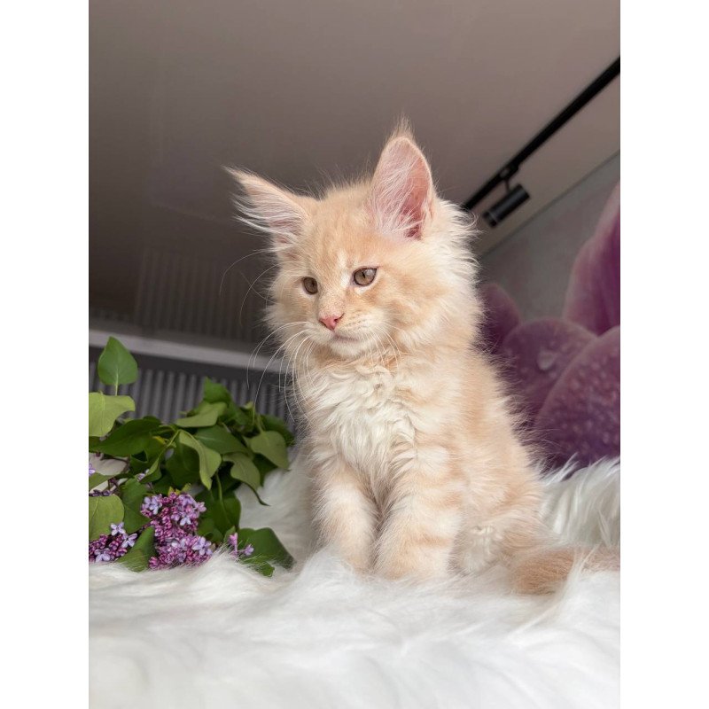Maine Coon EZ Wonderer