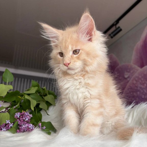 Maine Coon EZ Wonderer