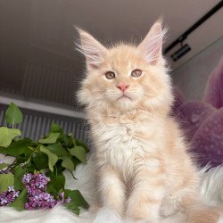 Maine Coon EZ Wonderer