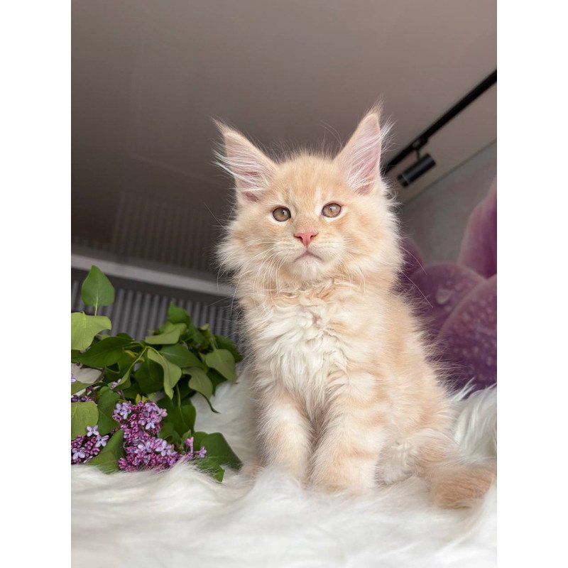 Maine Coon EZ Wonderer