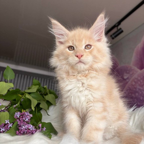 Maine Coon EZ Wonderer