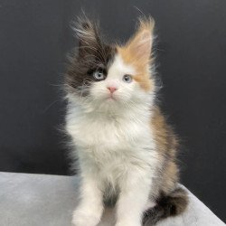 Maine Coon EZ Rita