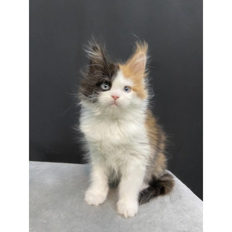 Maine Coon EZ Rita