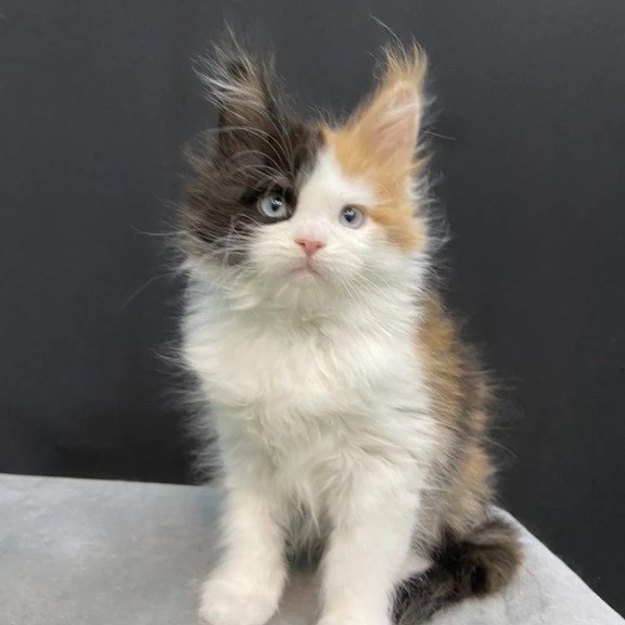 Maine Coon EZ Rita