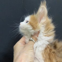 Maine Coon EZ Rita