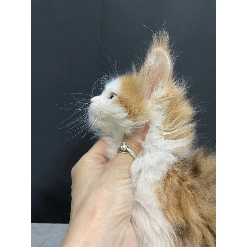 Maine Coon EZ Rita