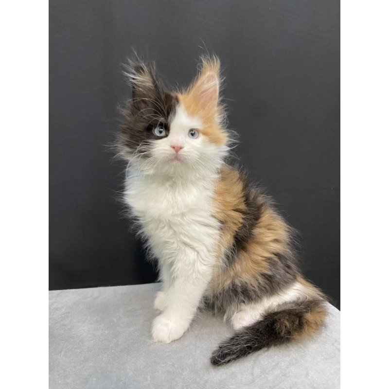 Maine Coon EZ Rita